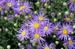 Aster amellus 'Blue King' geen maat specificatie 0,55L/P9cm - afbeelding 1