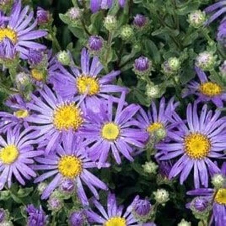 Aster amellus 'Blue King' geen maat specificatie 0,55L/P9cm - afbeelding 2