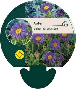 Aster alpinus 'Dunkle Schöne' geen maat specificatie 0,55L/P9cm - afbeelding 2