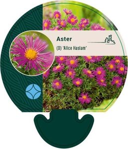 Aster (D) 'Alice Haslam' geen maat specificatie 0,55L/P9cm