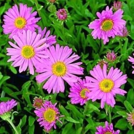 Aster alpinus 'Happy End' geen maat specificatie 0,55L/P9cm - afbeelding 2