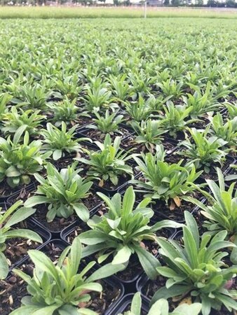 Aster alpinus 'Happy End' geen maat specificatie 0,55L/P9cm - image 4