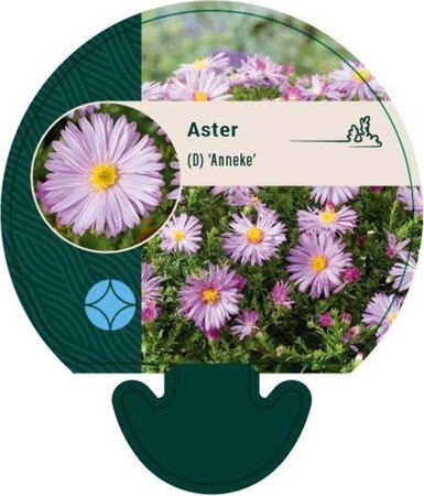 Aster (D) 'Anneke' geen maat specificatie 0,55L/P9cm - afbeelding 1