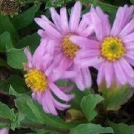 Aster amellus 'Rosa Erfüllung' geen maat specificatie 0,55L/P9cm - afbeelding 1