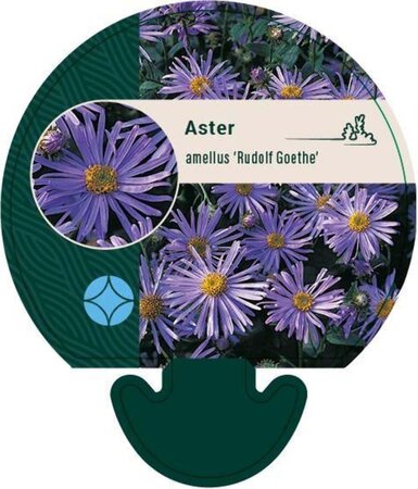 Aster amellus 'Rudolf Goethe' geen maat specificatie 0,55L/P9cm - afbeelding 2