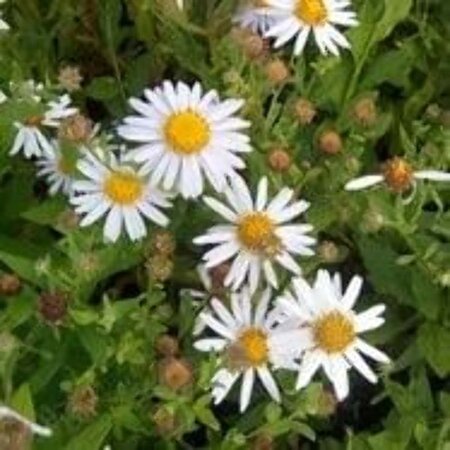 Aster ageratoides 'Stardust' geen maat specificatie 0,55L/P9cm - afbeelding 1