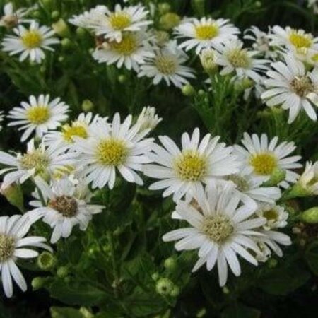 Aster ageratoides 'Starshine' geen maat specificatie 0,55L/P9cm - afbeelding 2