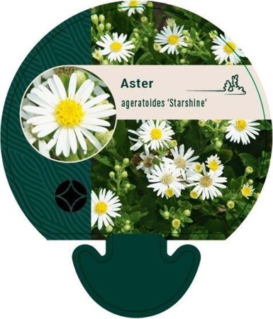 Aster ageratoides 'Starshine' geen maat specificatie 0,55L/P9cm - afbeelding 1