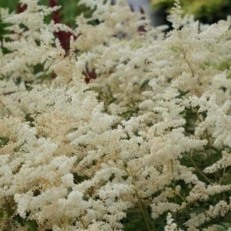 Astilbe (A) 'Brautschleier' geen maat specificatie 0,55L/P9cm - afbeelding 2