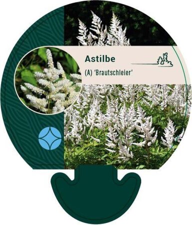 Astilbe (A) 'Brautschleier' geen maat specificatie 0,55L/P9cm - afbeelding 1