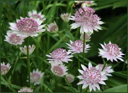 Astrantia 'Buckland' geen maat specificatie 0,55L/P9cm - afbeelding 2