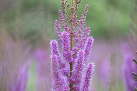 Astilbe c. 'Pumila' geen maat specificatie 0,55L/P9cm - afbeelding 1