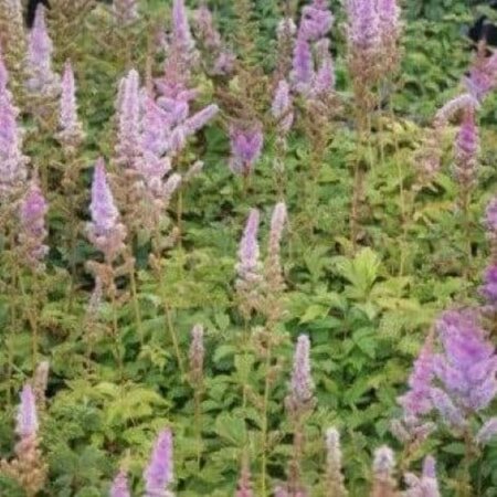 Astilbe c. 'Pumila' geen maat specificatie 0,55L/P9cm - afbeelding 4