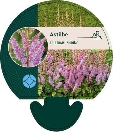 Astilbe c. 'Pumila' geen maat specificatie 0,55L/P9cm - afbeelding 6