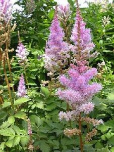 Astilbe c. 'Pumila' geen maat specificatie 0,55L/P9cm - afbeelding 11