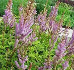 Astilbe c. 'Pumila' geen maat specificatie 0,55L/P9cm - afbeelding 7