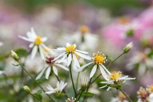 Aster cordifolius 'Silver Spray' geen maat specificatie 0,55L/P9cm - afbeelding 2