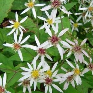 Aster divaricatus 'Beth Chatto' geen maat specificatie 0,55L/P9cm