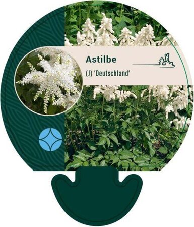 Astilbe (J) 'Deutschland' geen maat specificatie 0,55L/P9cm - afbeelding 1