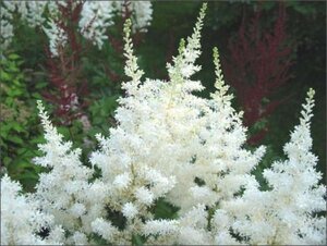 Astilbe (A) 'Diamant' geen maat specificatie 0,55L/P9cm