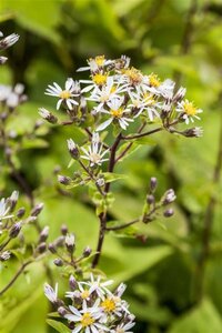 Aster divaricatus geen maat specificatie 0,55L/P9cm - afbeelding 1