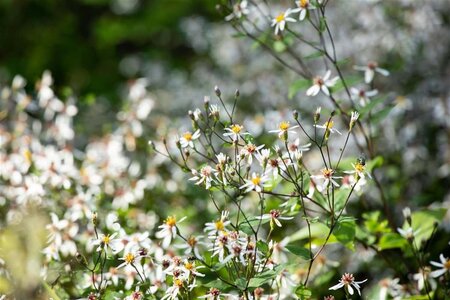 Aster divaricatus geen maat specificatie 0,55L/P9cm - afbeelding 2