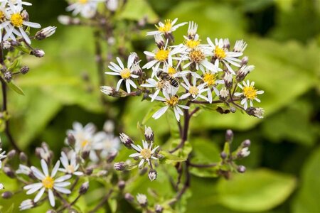 Aster divaricatus geen maat specificatie 0,55L/P9cm - afbeelding 3