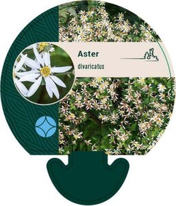 Aster divaricatus geen maat specificatie 0,55L/P9cm - afbeelding 4