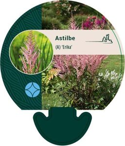 Astilbe (A) 'Erika' geen maat specificatie 0,55L/P9cm