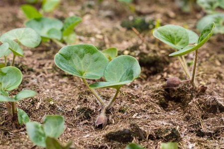 Asarum europaeum geen maat specificatie 0,55L/P9cm