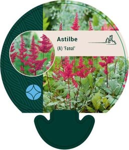 Astilbe (A) 'Fanal' geen maat specificatie 0,55L/P9cm - afbeelding 4