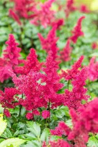 Astilbe (A) 'Fanal' geen maat specificatie 0,55L/P9cm - afbeelding 1