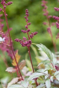 Astilbe (A) 'Fanal' geen maat specificatie 0,55L/P9cm - afbeelding 2