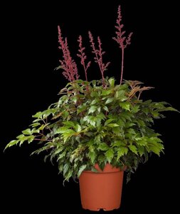 Astilbe (A) 'Fanal' geen maat specificatie 0,55L/P9cm - afbeelding 3