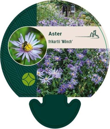 Aster frikartii 'Mönch' geen maat specificatie 0,55L/P9cm - afbeelding 3