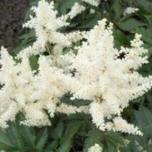 Astilbe (J) 'Gladstone' geen maat specificatie 0,55L/P9cm