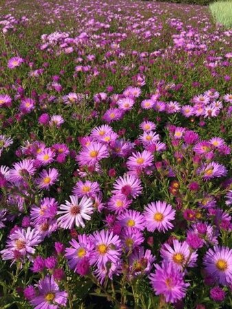 Aster (D) 'Herbstgruss v. Bresserh' geen maat specificatie 0,55L/P9cm - afbeelding 2