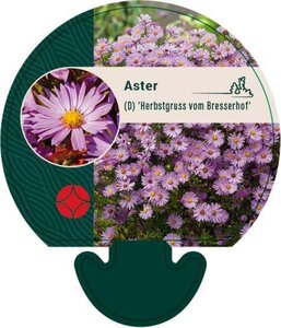 Aster (D) 'Herbstgruss v. Bresserh' geen maat specificatie 0,55L/P9cm - afbeelding 1