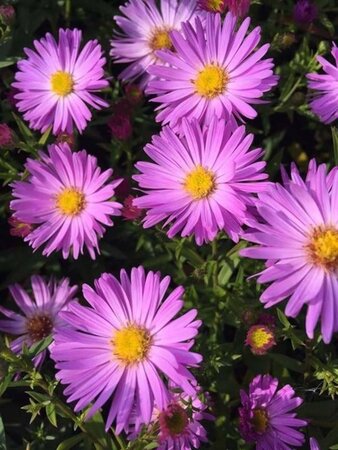 Aster (D) 'Herbstgruss v. Bresserh' geen maat specificatie 0,55L/P9cm - afbeelding 3