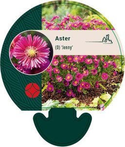 Aster (D) 'Jenny' geen maat specificatie 0,55L/P9cm - afbeelding 1