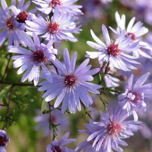 Aster 'Little Carlow' geen maat specificatie 0,55L/P9cm - afbeelding 2