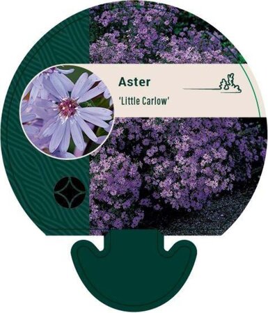 Aster 'Little Carlow' geen maat specificatie 0,55L/P9cm - afbeelding 1