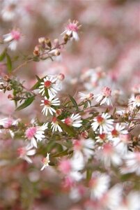 Aster l. 'Horizontalis' geen maat specificatie 0,55L/P9cm - afbeelding 4