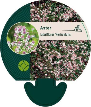 Aster l. 'Horizontalis' geen maat specificatie 0,55L/P9cm - afbeelding 5