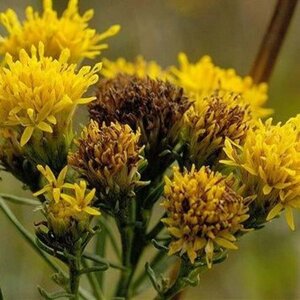 Aster linosyris geen maat specificatie 0,55L/P9cm - afbeelding 2