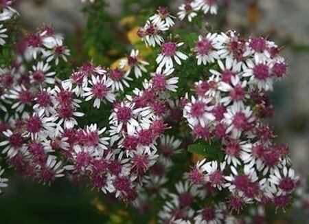 Aster l. 'Prince' geen maat specificatie 0,55L/P9cm - afbeelding 1