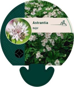 Astrantia major geen maat specificatie 0,55L/P9cm - afbeelding 2