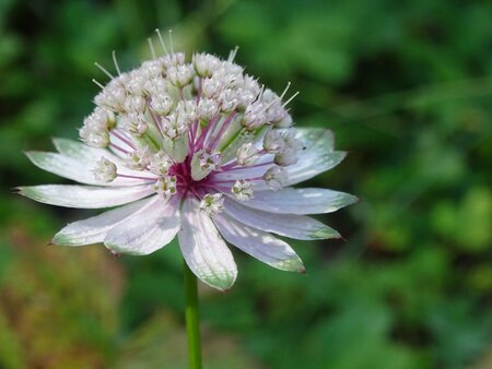 Astrantia major geen maat specificatie 0,55L/P9cm - afbeelding 1