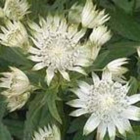 Astrantia maj. 'Alba' geen maat specificatie 0,55L/P9cm - afbeelding 2