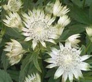 Astrantia maj. 'Alba' geen maat specificatie 0,55L/P9cm - afbeelding 3